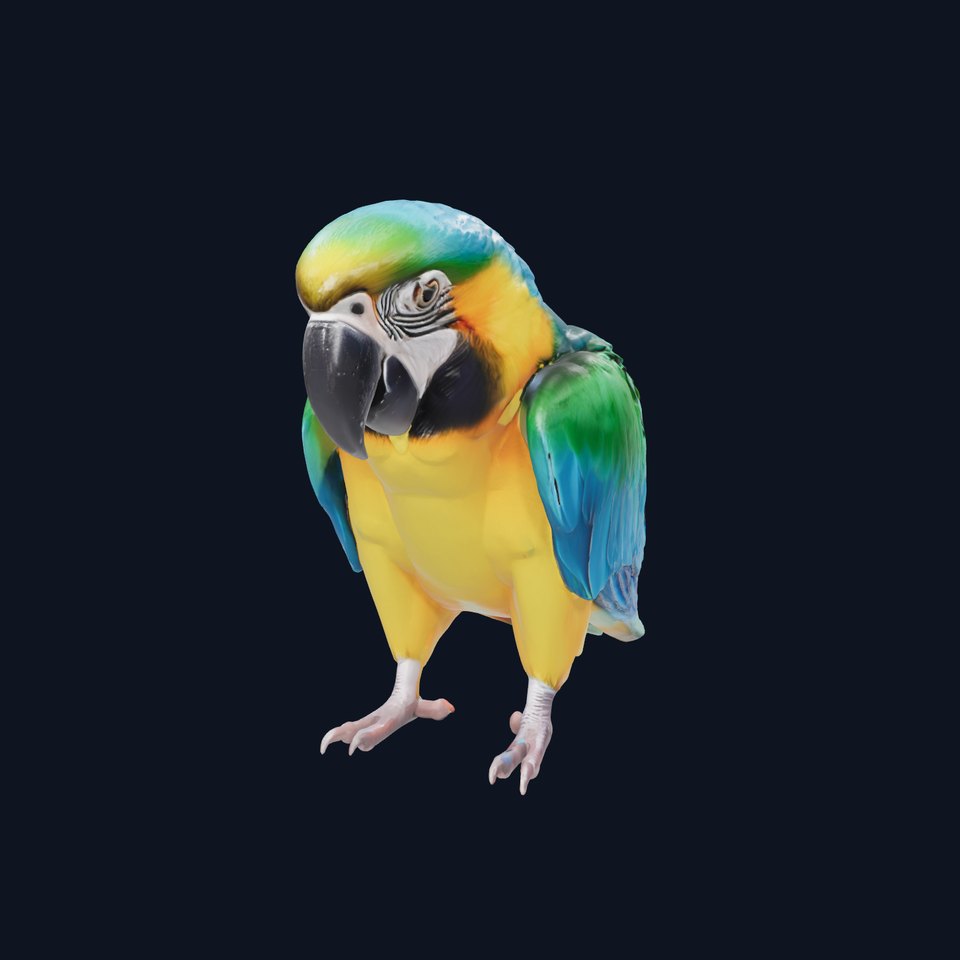 Vibrant Macaw Bird model pack